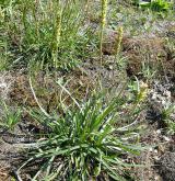 jitrocel přímořský <i>(Plantago maritima)</i> / Habitus