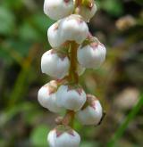 hruštička menší <i>(Pyrola minor)</i> / Květ/Květenství