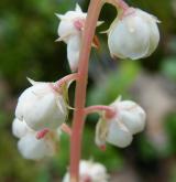 hruštička okrouhlolistá <i>(Pyrola rotundifolia)</i> / Květ/Květenství