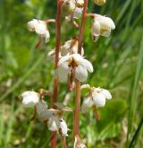 hruštička okrouhlolistá <i>(Pyrola rotundifolia)</i> / Květ/Květenství