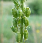 rýt (rezeda) žlutý <i>(Reseda lutea)</i> / Plod