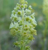 rýt (rezeda) žlutý <i>(Reseda lutea)</i> / Květ/Květenství