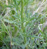 rýt (rezeda) žlutý <i>(Reseda lutea)</i> / List