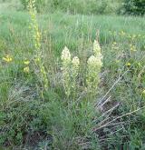rýt (rezeda) žlutý <i>(Reseda lutea)</i> / Habitus