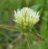 jetel bledožlutý <i>(Trifolium ochroleucon)</i> / Květ/Květenství
