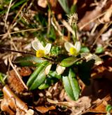 zimostrázek alpský <i>(Polygala chamaebuxus)</i> / Habitus
