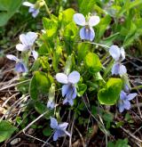 violka divotvárná <i>(Viola mirabilis)</i> / Habitus