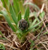 plícník úzkolistý <i>(Pulmonaria angustifolia)</i> / Květ/Květenství