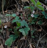 mochna malokvětá <i>(Potentilla micrantha)</i> / Habitus