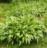 česnek hadí <i>(Allium victorialis)</i> / Habitus