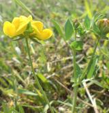 štírovník růžkatý <i>(Lotus corniculatus)</i> / Květ/Květenství