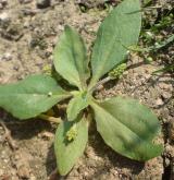 jitrocel chudokvětý <i>(Plantago uliginosa)</i> / Habitus