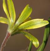 křivatec rolní <i>(Gagea villosa)</i> / Květ/Květenství