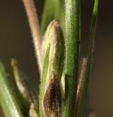 křivatec rolní <i>(Gagea villosa)</i> / List