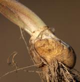 křivatec rolní <i>(Gagea villosa)</i> / Zásobní orgán/orgán klonálního růstu