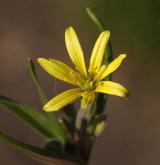 křivatec rolní <i>(Gagea villosa)</i> / Květ/Květenství