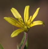 křivatec rolní <i>(Gagea villosa)</i> / Květ/Květenství