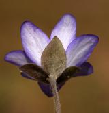 jaterník podléška <i>(Hepatica nobilis)</i> / Květ/Květenství