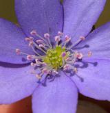 jaterník podléška <i>(Hepatica nobilis)</i> / Květ/Květenství