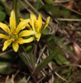 křivatec rolní <i>(Gagea villosa)</i> / Habitus