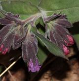 plícník měkký <i>(Pulmonaria mollis)</i> / Květ/Květenství