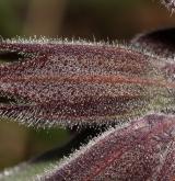 plícník měkký <i>(Pulmonaria mollis)</i> / Květ/Květenství