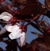 myrobalán obecný <i>(Prunus cerasifera)</i> / Květ/Květenství