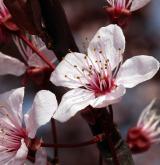myrobalán obecný <i>(Prunus cerasifera)</i> / Květ/Květenství