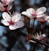 myrobalán obecný <i>(Prunus cerasifera)</i> / Květ/Květenství