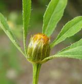 dvouzubec černoplodý <i>(Bidens frondosus)</i> / Květ/Květenství