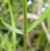 zeměžluč přímořská <i>(Centaurium littorale)</i> / List