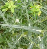 pcháč bělohlavý <i>(Cirsium eriophorum)</i> / List
