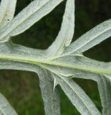 pcháč bělohlavý <i>(Cirsium eriophorum)</i> / List
