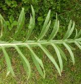 pcháč bělohlavý <i>(Cirsium eriophorum)</i> / List
