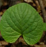 violka divotvárná <i>(Viola mirabilis)</i> / List