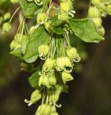 javor francouzský <i>(Acer monspessulanum)</i> / Květ/Květenství