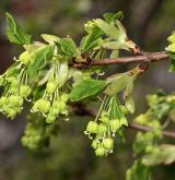 javor francouzský <i>(Acer monspessulanum)</i> / Květ/Květenství