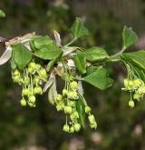 javor francouzský <i>(Acer monspessulanum)</i> / Květ/Květenství