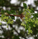 javor francouzský <i>(Acer monspessulanum)</i> / Květ/Květenství