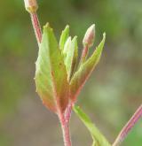 vrbovka žláznatá <i>(Epilobium ciliatum)</i> / List