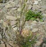 vrbovka Lamyova <i>(Epilobium lamyi)</i> / Habitus