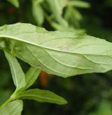 vrbovka tmavá <i>(Epilobium obscurum)</i> / List