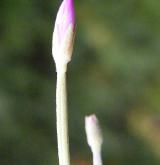 vrbovka tmavá <i>(Epilobium obscurum)</i> / Květ/Květenství