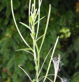 vrbovka tmavá <i>(Epilobium obscurum)</i> / Květ/Květenství