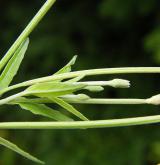 vrbovka tmavá <i>(Epilobium obscurum)</i> / Květ/Květenství