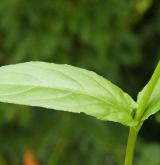 vrbovka tmavá <i>(Epilobium obscurum)</i> / List