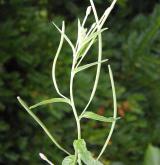 vrbovka tmavá <i>(Epilobium obscurum)</i> / Květ/Květenství