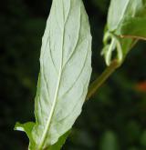 vrbovka tmavá <i>(Epilobium obscurum)</i> / List