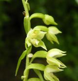 kruštík polabský <i>(Epipactis albensis)</i> / Květ/Květenství