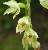 kruštík polabský <i>(Epipactis albensis)</i> / Květ/Květenství
